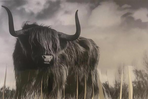 Kmart Is Life Cow Print 01 