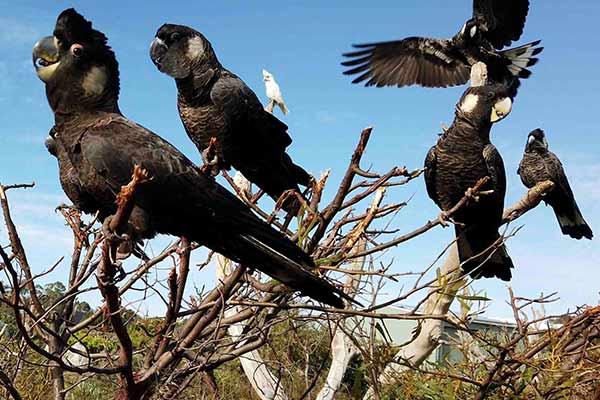Black Cockatoo