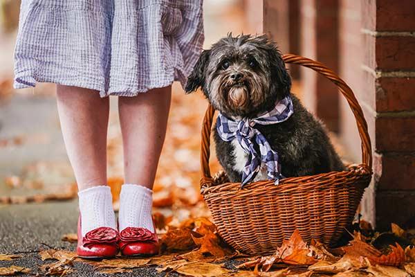 Toto aka Dougie LostDogsHome2