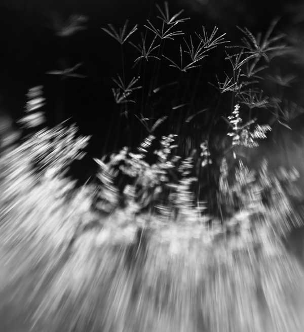 Grasses PicbyKarenHutt