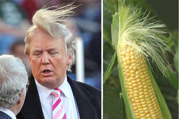 Donald Corn
