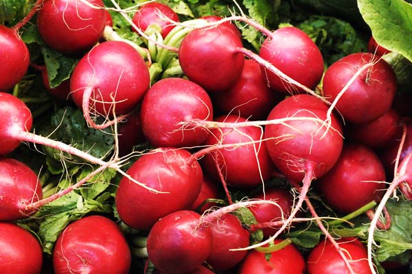 Radish
