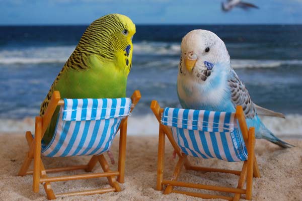 Budgies