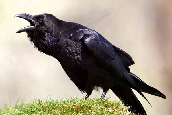 Raven