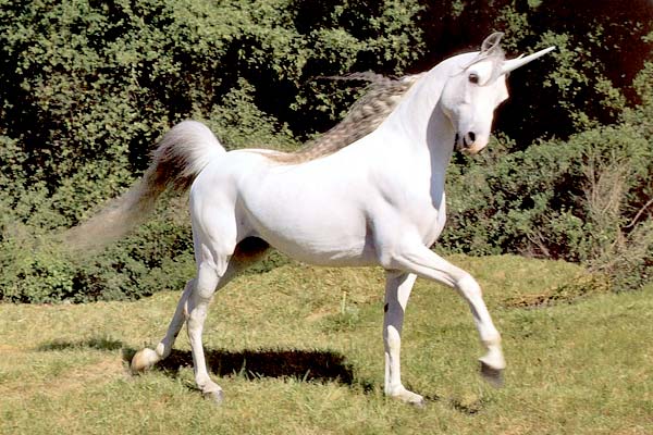 Unicorn