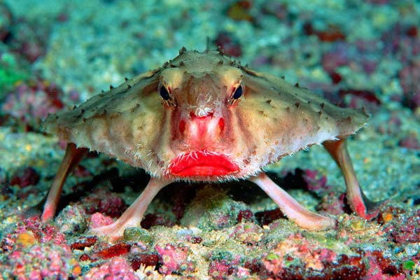 Red-lipped-Batfish