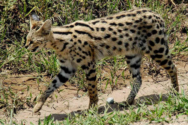 serval