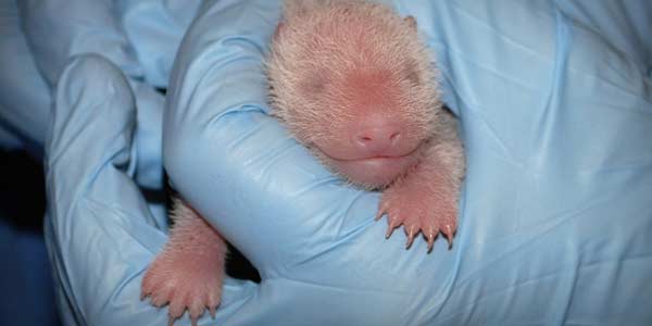 Baby-Panda