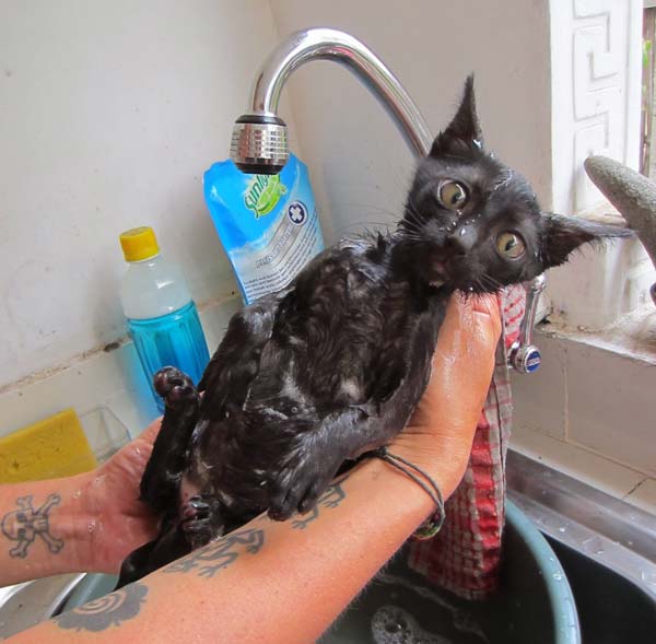 Cat wash