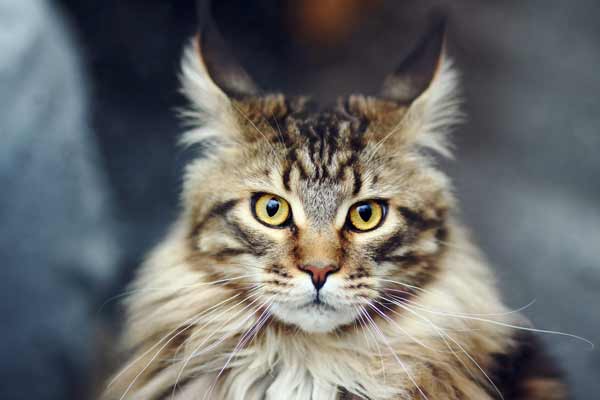 Maine Coon