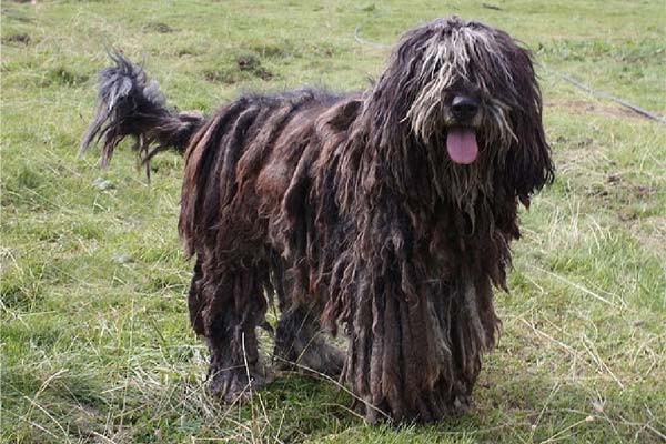 Bergamasco