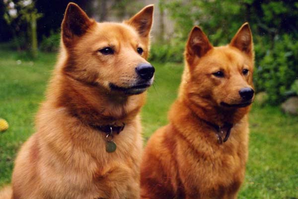 Finnish-Spitz