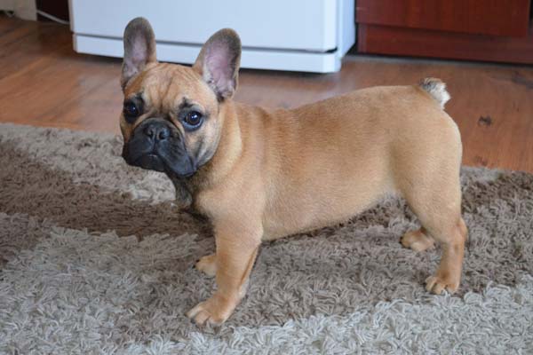 French-Bulldog