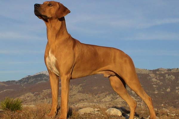Rhodesian-Ridgeback