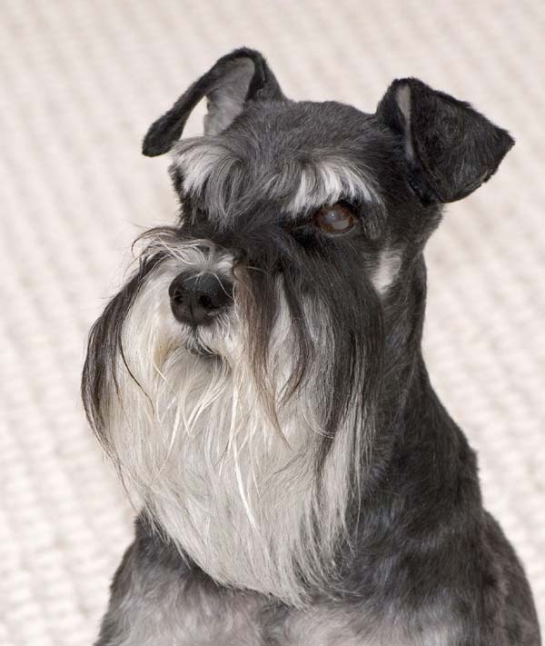 Schnauzer
