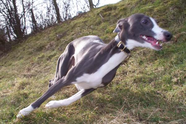 Whippet