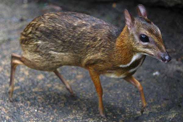 Mousedeer