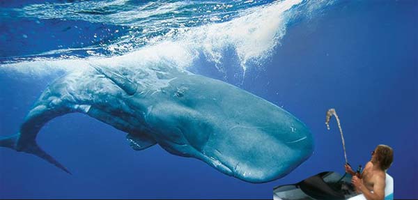Sperm-Whale