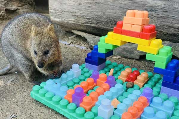 Davey the Quokka