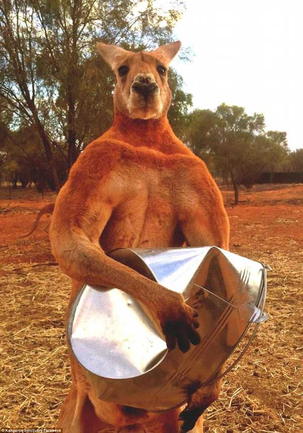 Kangaroo