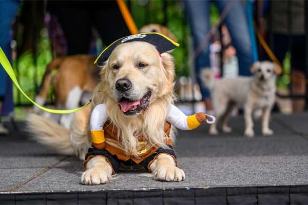 Pets in the Park 2023 2