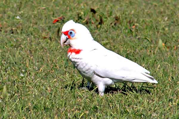 Corella