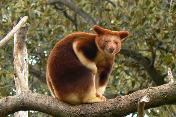 Tree Kangaroo