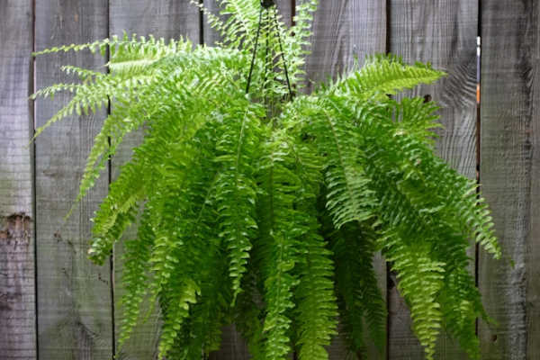 Boston Fern