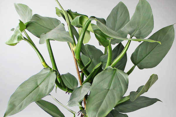 Philodendron Silver Sword