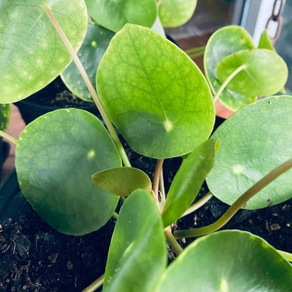 Pilea