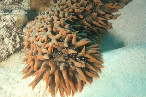 Sea Cucumber