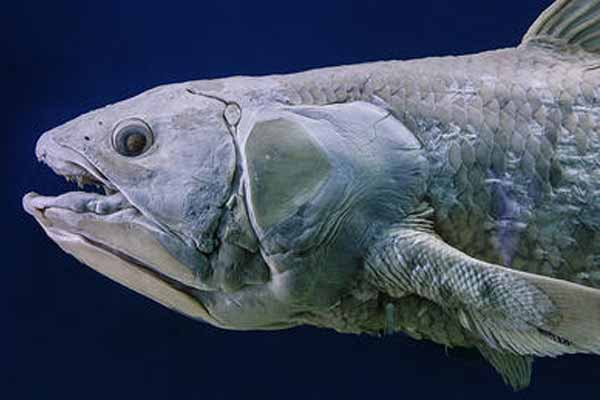 Coelacanth
