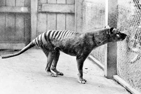 Tasmanian Tiger