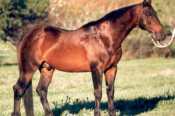 Aus-Stock-Horse