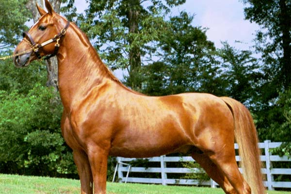 Saddlebred